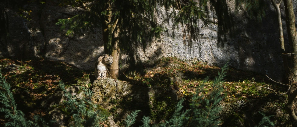 a bear in the woods looking out a window