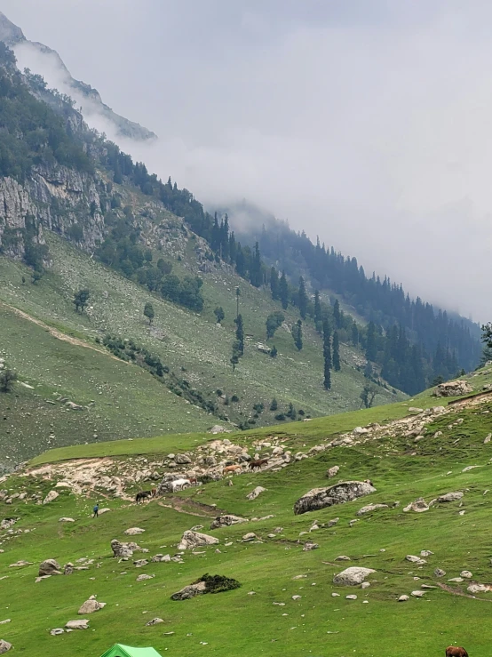 a group of animals grazing in a mountainous region