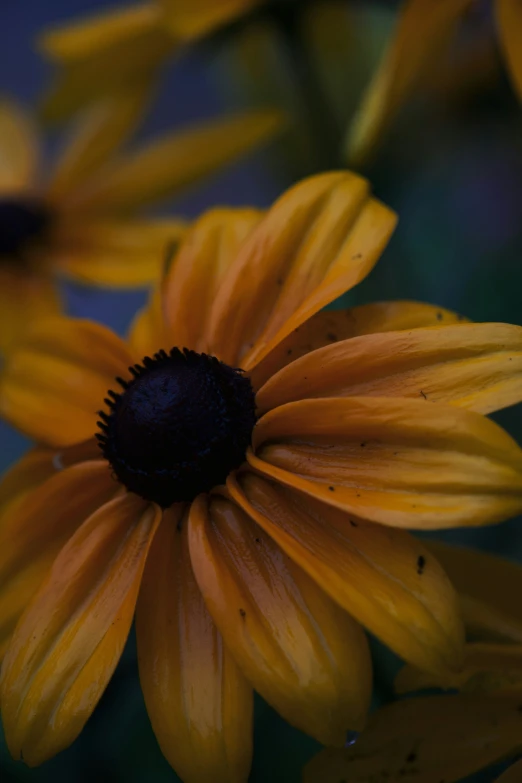 some yellow flowers are very close together