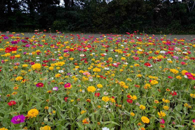 a field of brightly colored flowers in a park