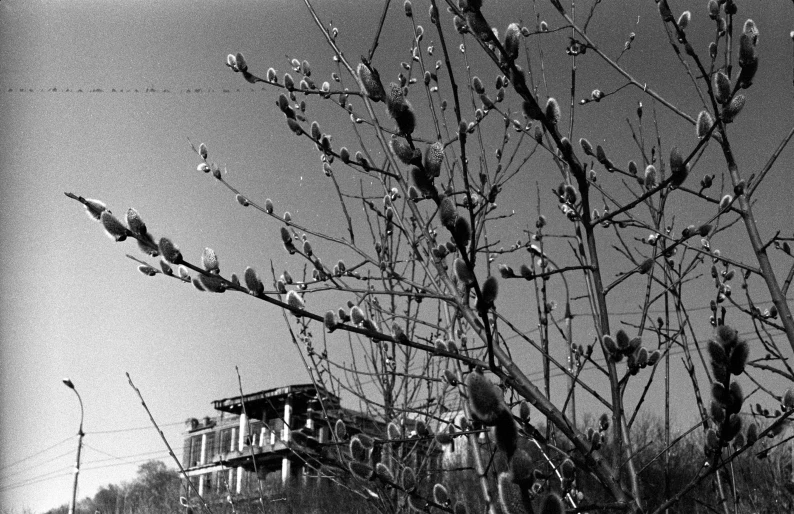 a tree with some nches and a building