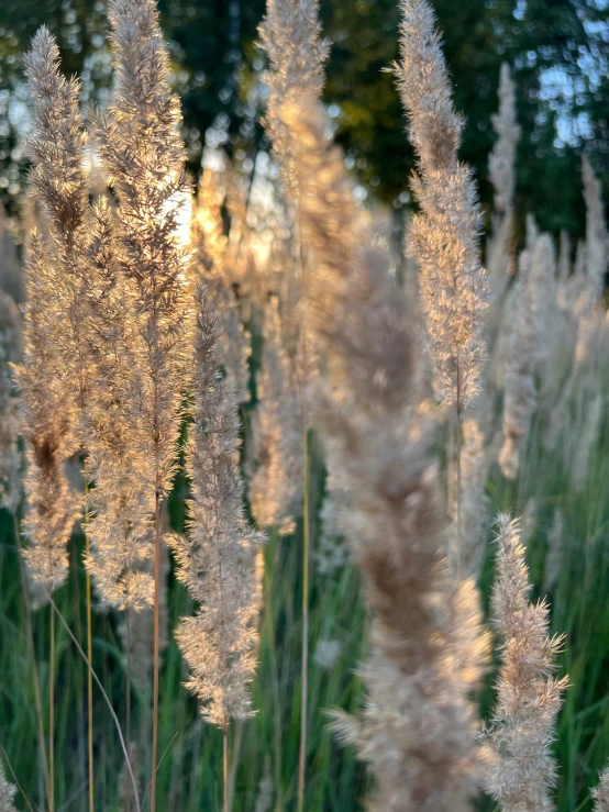 large plant with small flowers in a green area