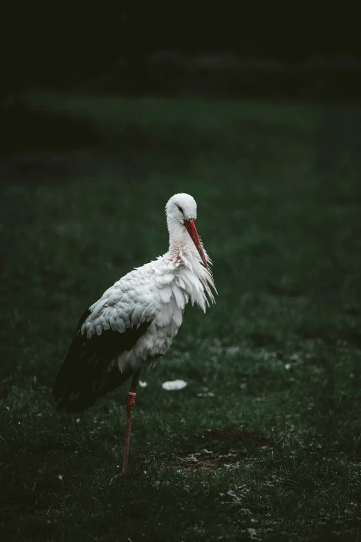 there is a very long billed bird on the ground