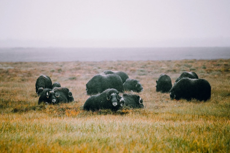 this group of buffalo are grazing in the tall grass