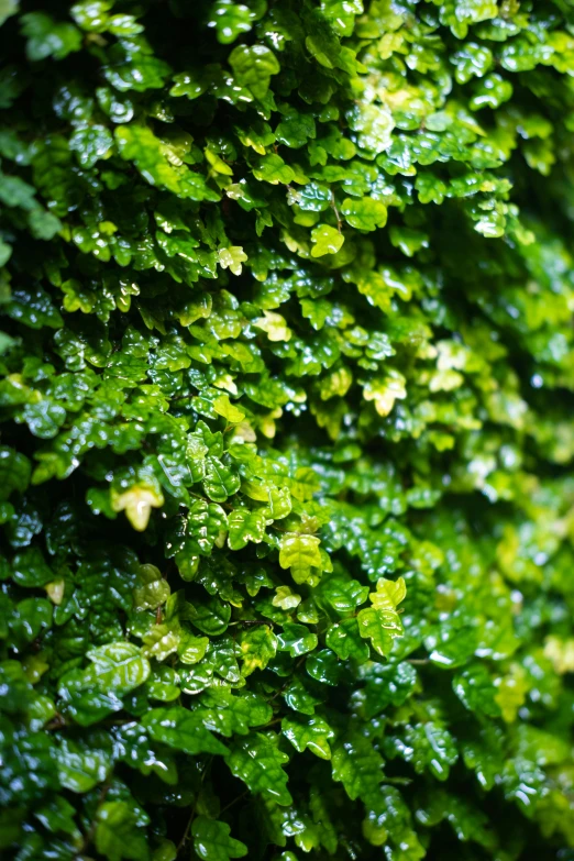 many leaves are growing on this very green plant