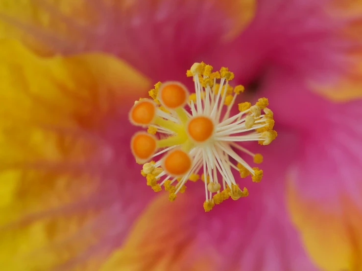 the center of a yellow and pink flower