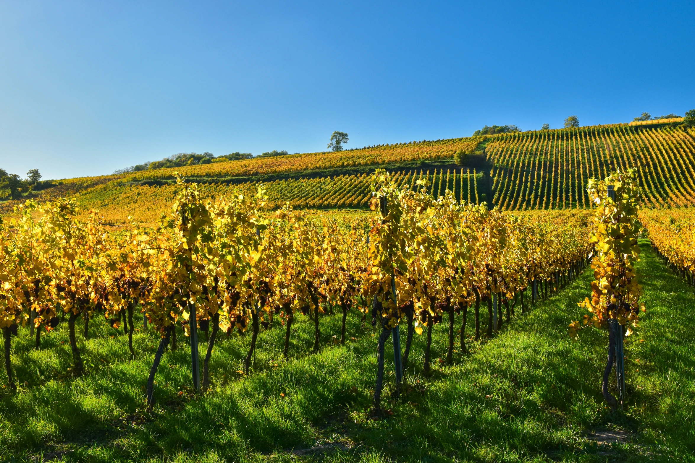 sun shines through the vines on the hill side