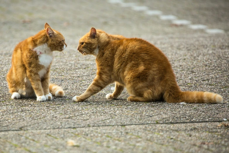 two cats sitting on the ground facing each other