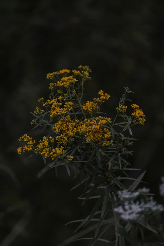 a closeup view of an orange flower with long thin stems