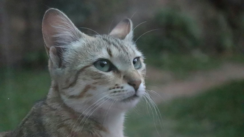 a very cute cat by some grass and trees