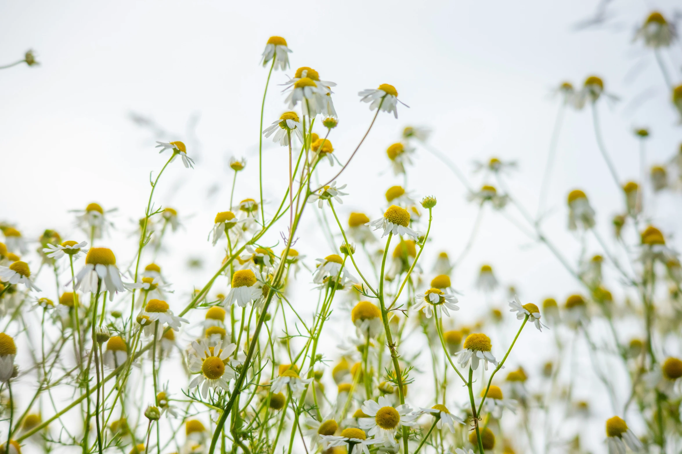 lots of yellow flowers and stems against a blue sky