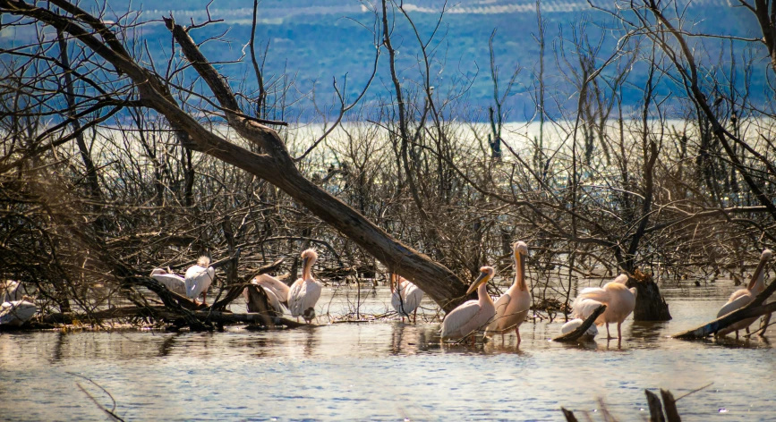 several large birds in a marshy area near some water