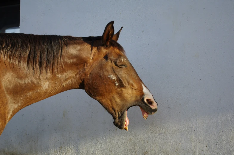 a brown horse with its mouth open in an enclosed area