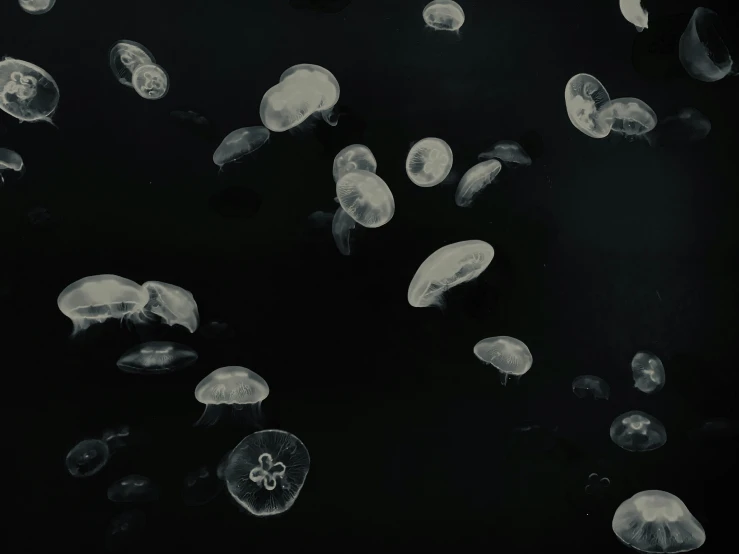 jellyfish floating on water in dark area near other small ones