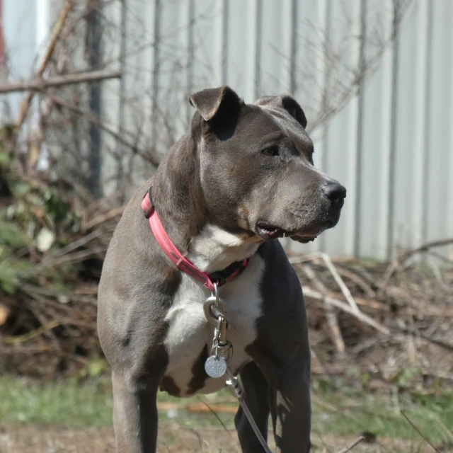 a dog that is standing on the grass