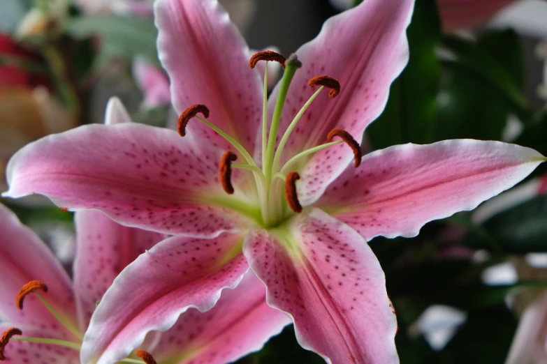 close up view of pink flowers with leaves