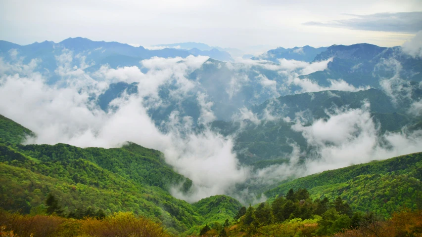 mountain range covered in a dense mist of trees