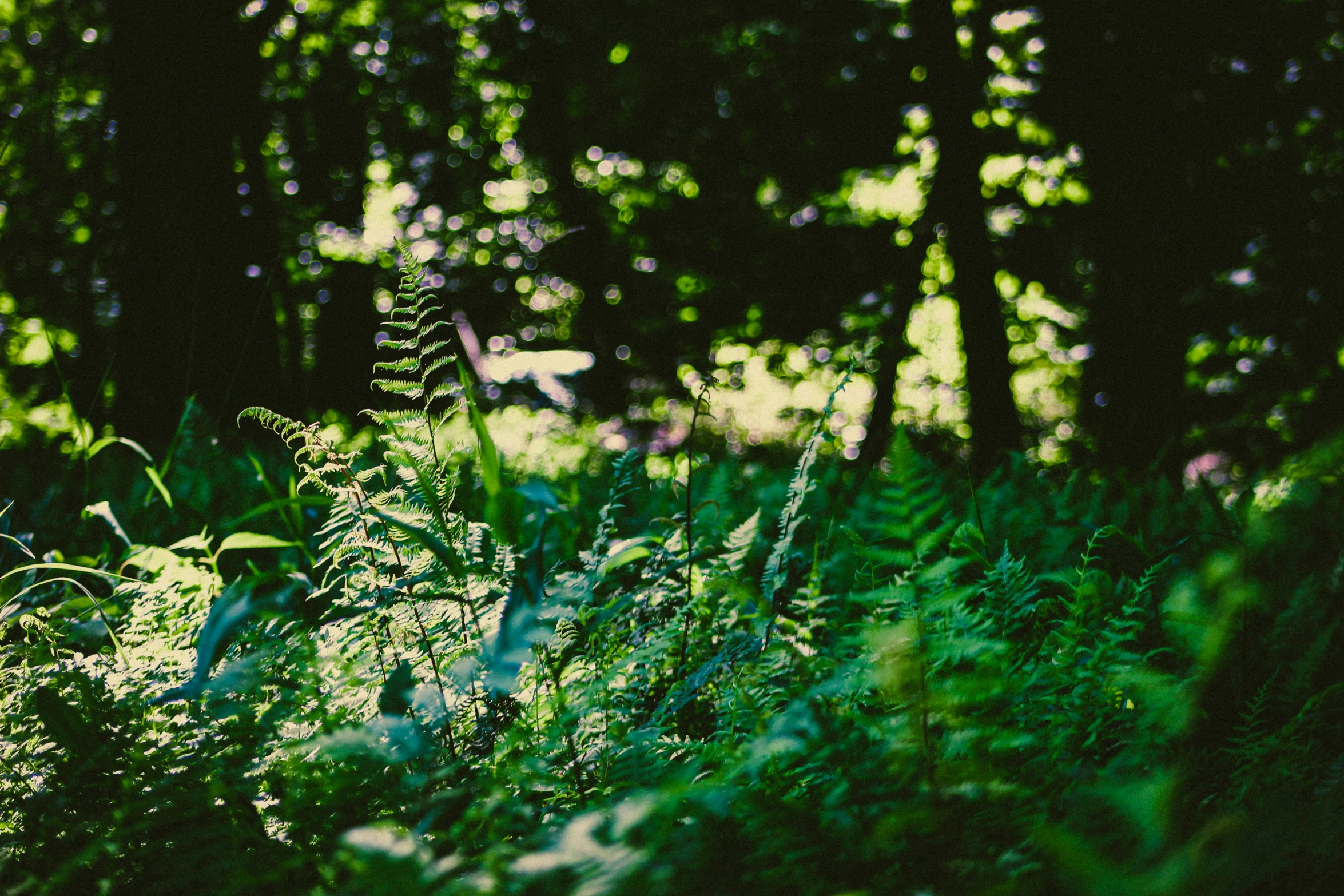 a blurry image of the grass and trees