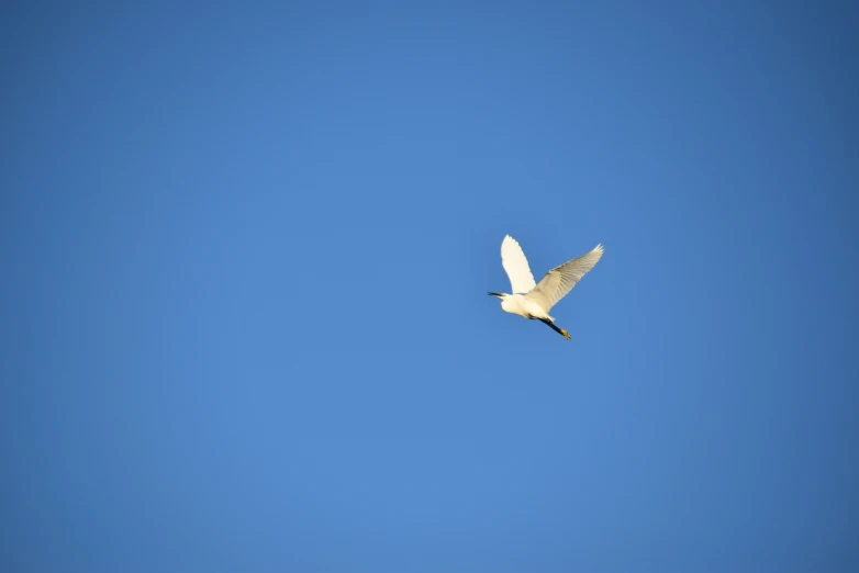 a lone white bird flying in the sky