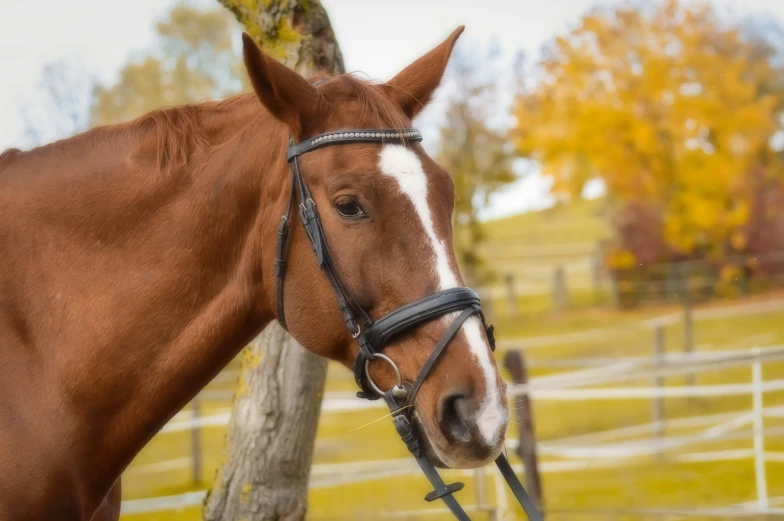 a brown and white horse stands near a wooden fence