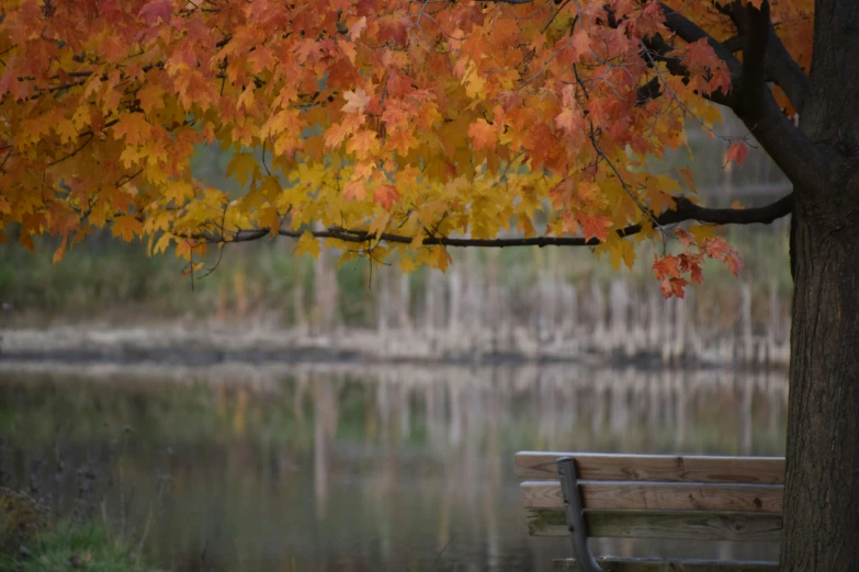 a wooden bench next to a tree on a foggy day