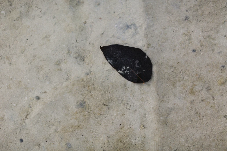 a leaf laying on the sand looking down