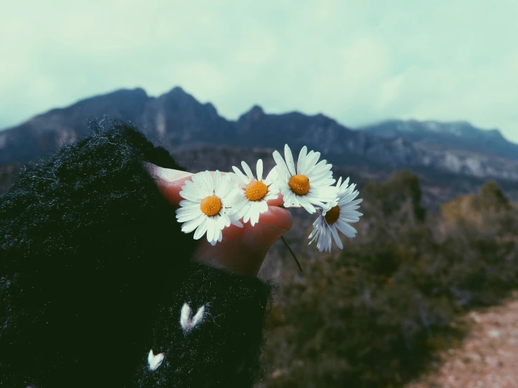 a person holding up three flowers in front of a mountain