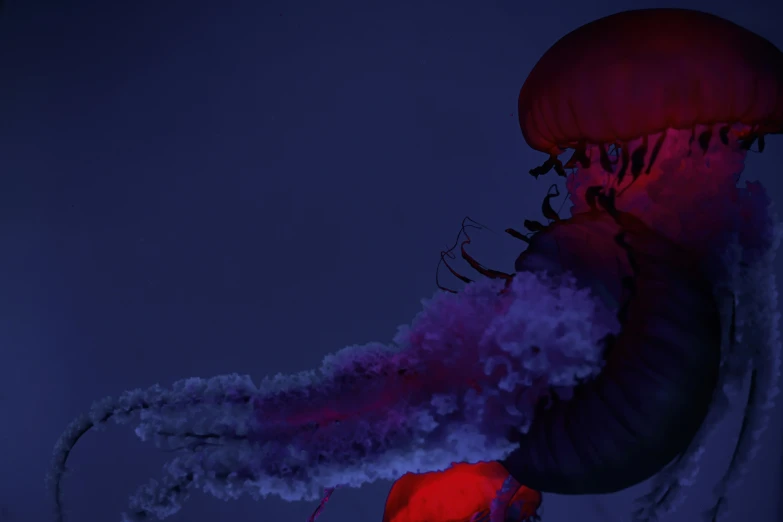 a dark background with a red jellyfish floating