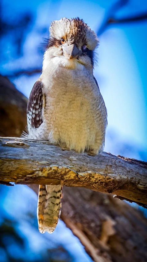 a small bird that is perched on a nch