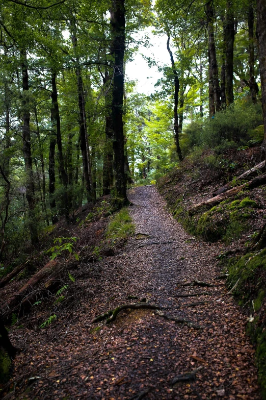 a path that is surrounded by trees in the forest