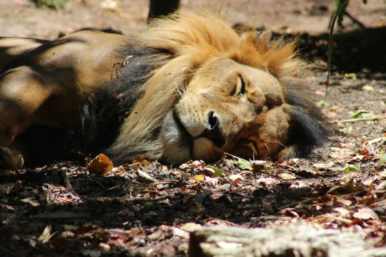 a very furry animal laying down in a field