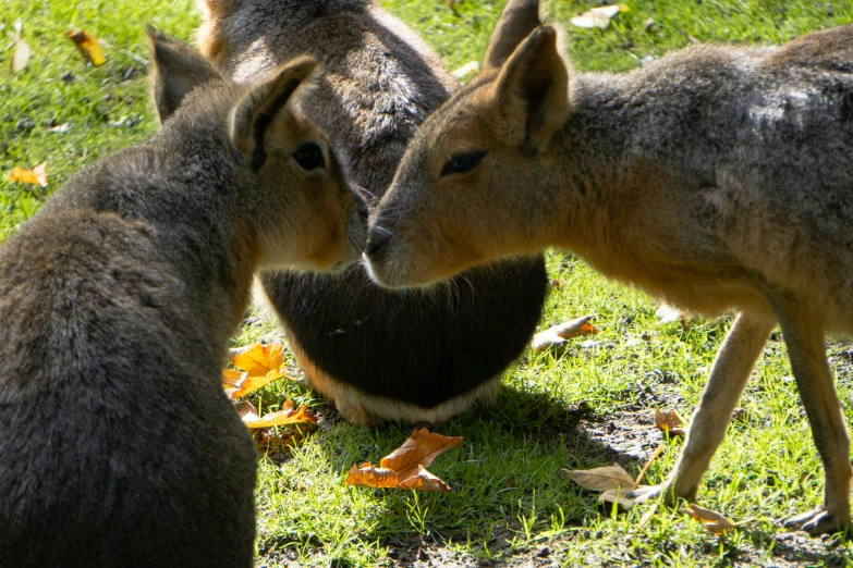 two brown and black kangaroos looking at each other