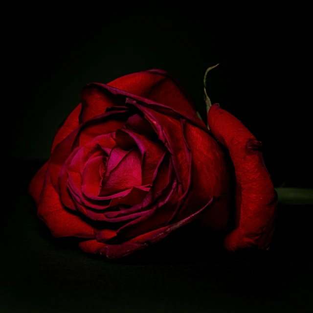 a large rose sitting on top of a black counter