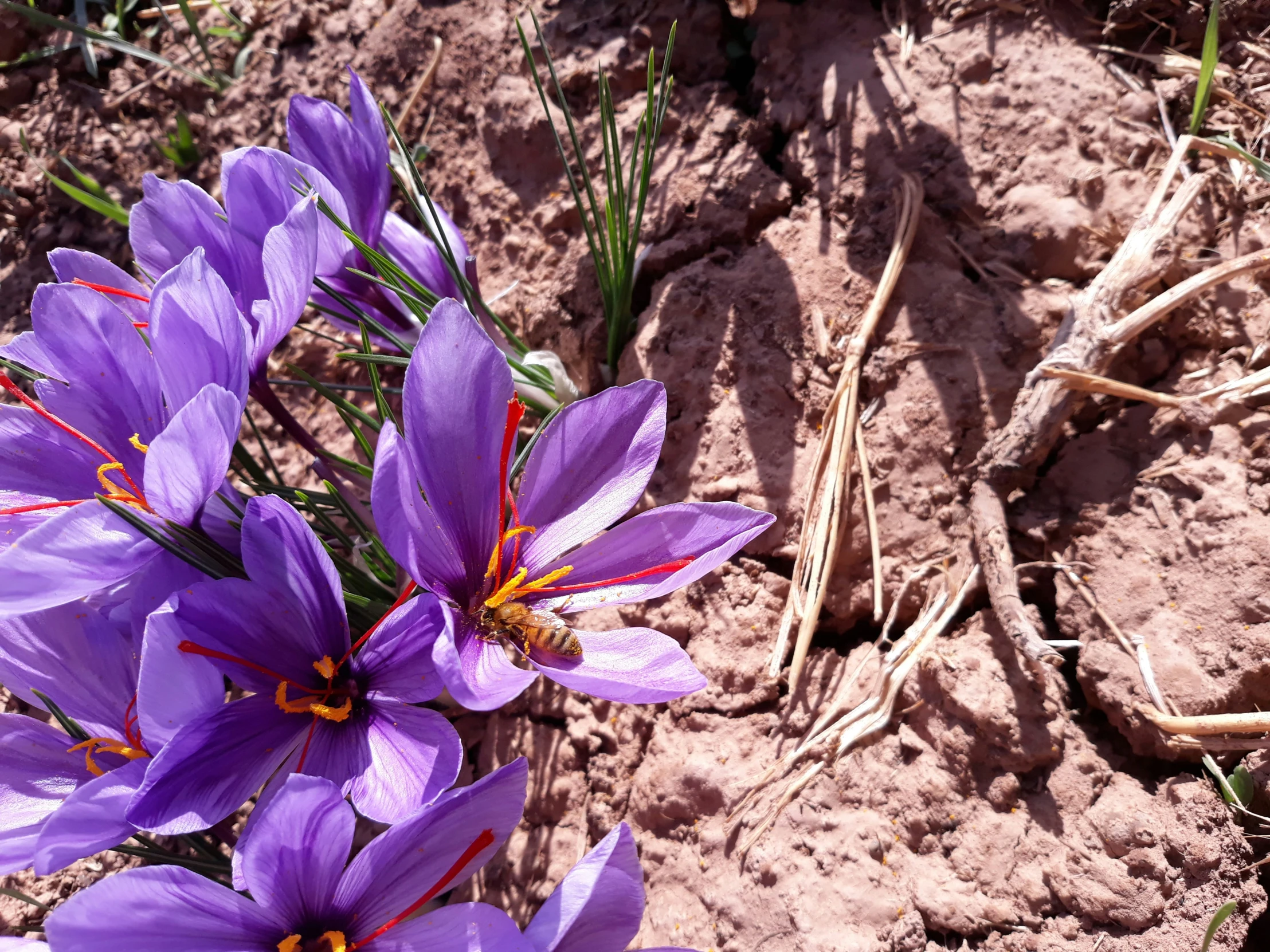 a couple of purple flowers sitting on the ground