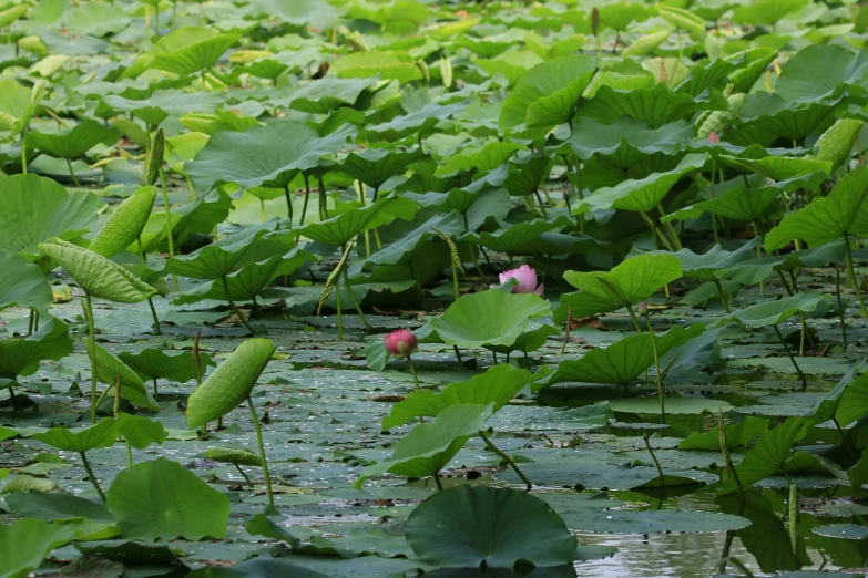 a field full of water lillies with big green leaves