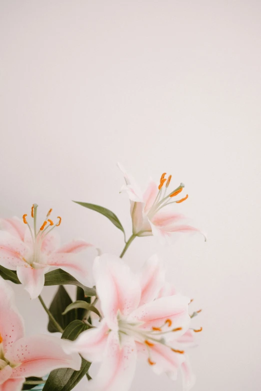 white and pink flowers with green leaves in a clear vase