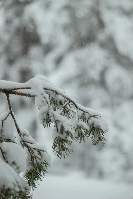 snow covered pine tree nches in front of the woods