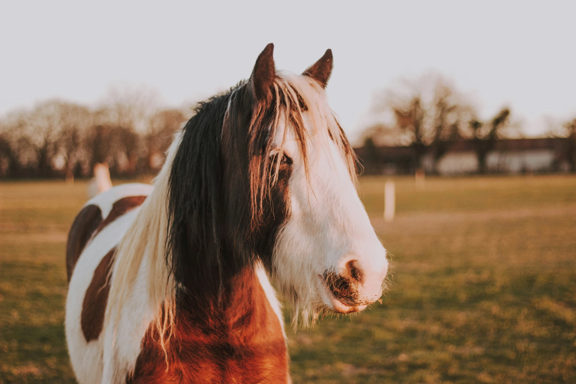 a brown and white horse with its long blonde mane