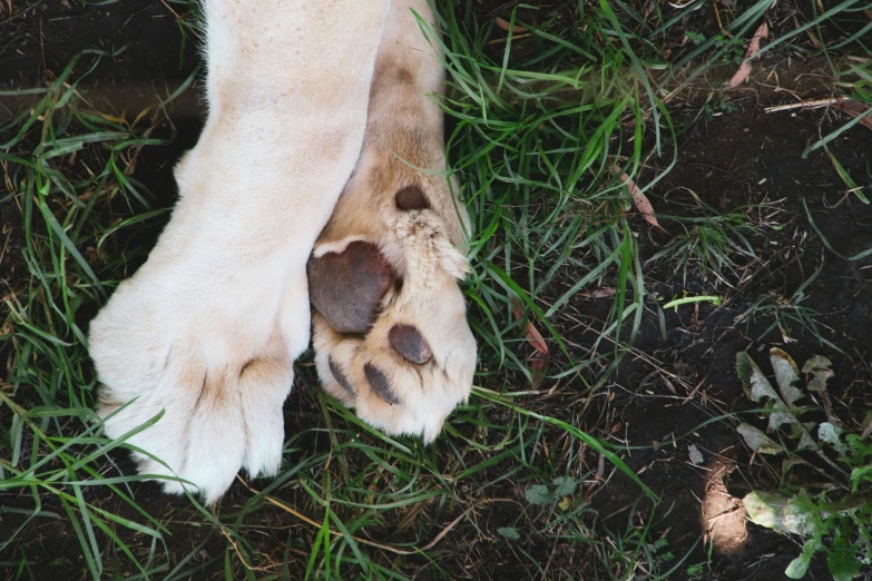 a close up of the foot of a dog in the grass