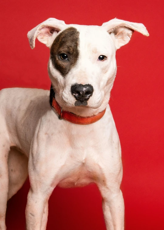 a white dog standing against a red wall with his ears tucked away