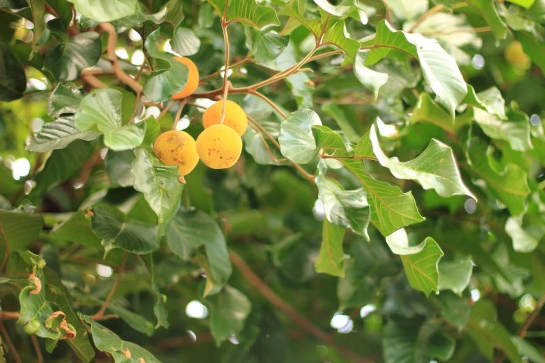 a tree with some fruit on it