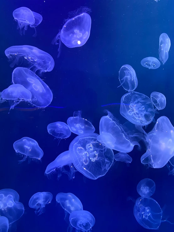 a bunch of jellyfish floating in the dark blue water
