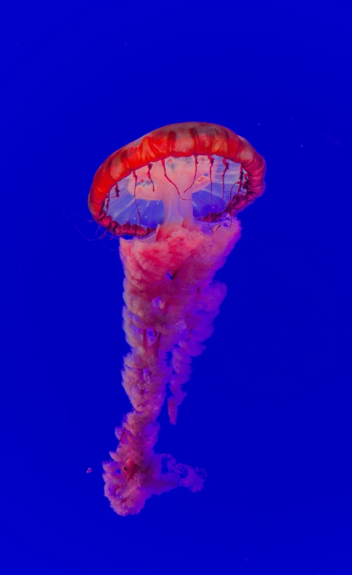 a red and white jelly fish floating in the air