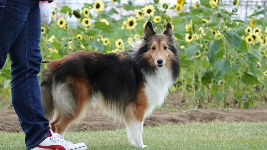 a close up of a person wearing white sneakers and a dog