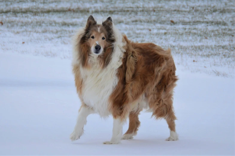 a dog stands in the snow alone