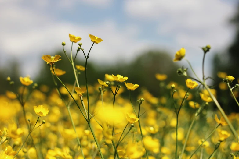 a field of yellow flowers with a few green stalks