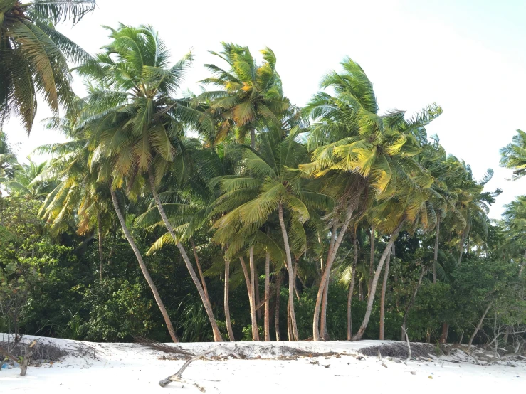 several palm trees on a tropical beach near the ocean