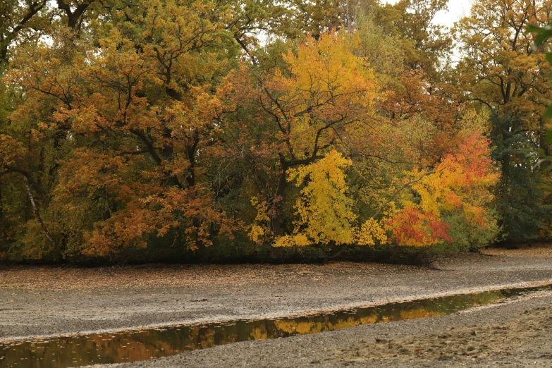 water running beside a wet bank surrounded by trees