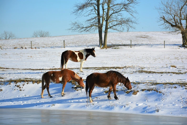 two horses eating grass in a snowy field