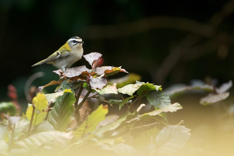 a small bird sits on top of leaves